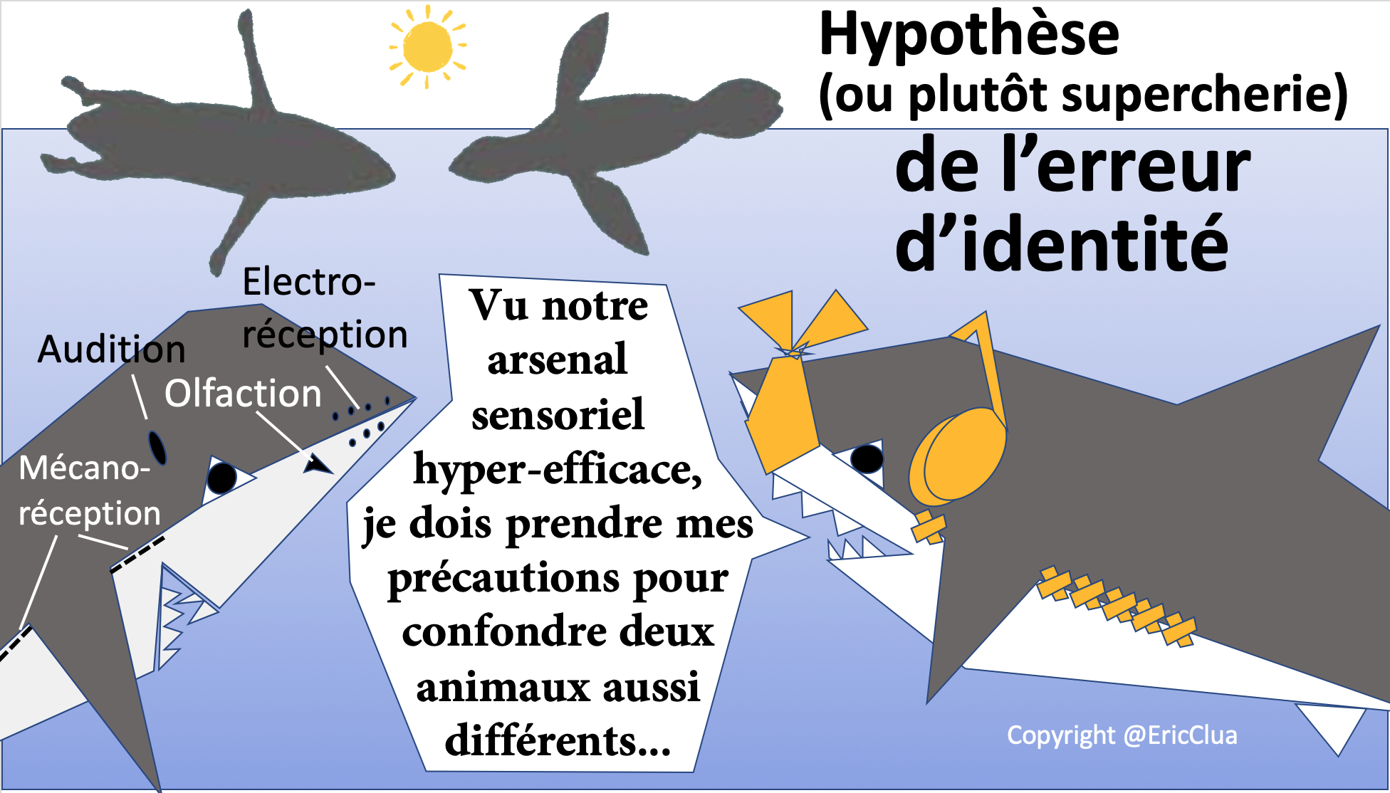Déconstruction de « l’Hypothèse de l’erreur » chez les requins