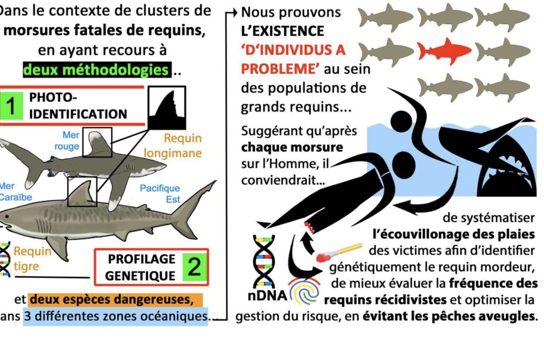 Les ‘requins à problème’ existent bien et il est temps d’adapter la gestion du risque requin…